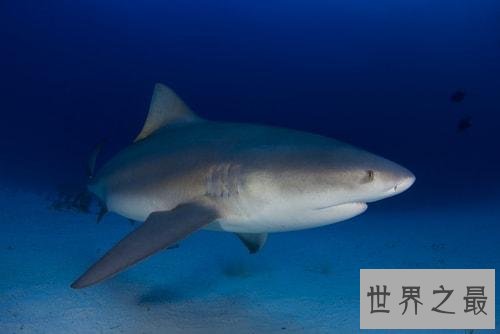 世界十大最凶猛淡水鱼，足以杀死一个人！