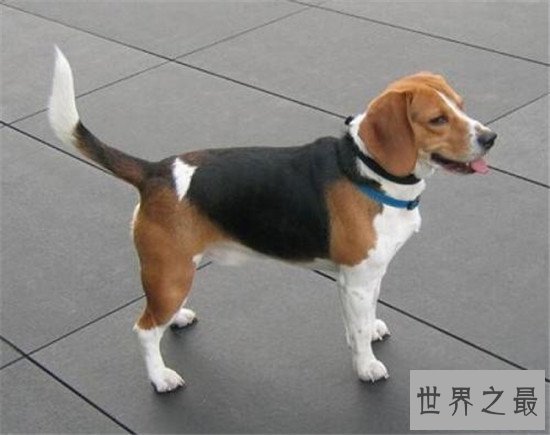 世界十大对人类最友好忠诚的狗排行榜,这些狗最忠诚!