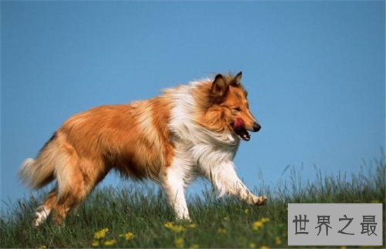 世界十大对人类最友好忠诚的狗排行榜,这些狗最忠诚!