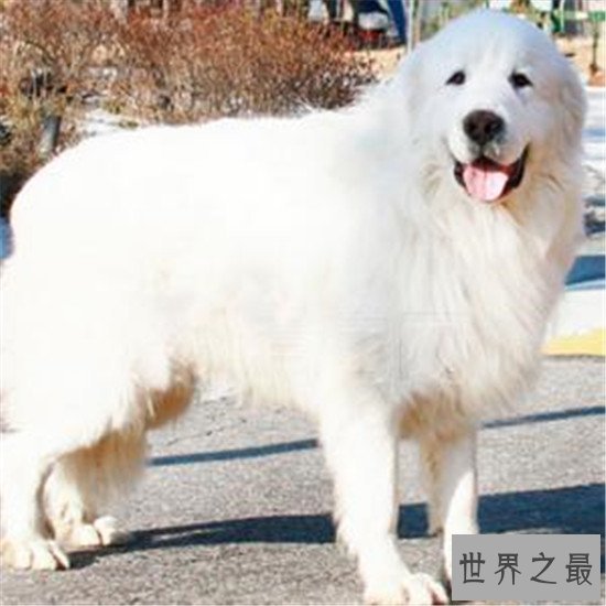 世界十大对人类最友好忠诚的狗排行榜,这些狗最忠诚!