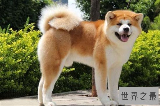 世界十大对人类最友好忠诚的狗排行榜,这些狗最忠诚!