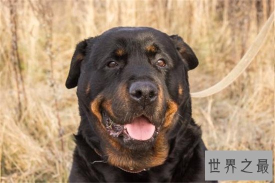 世界十大对人类最友好忠诚的狗排行榜,这些狗最忠诚!
