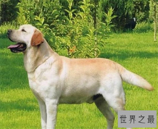 世界十大对人类最友好忠诚的狗排行榜,这些狗最忠诚!