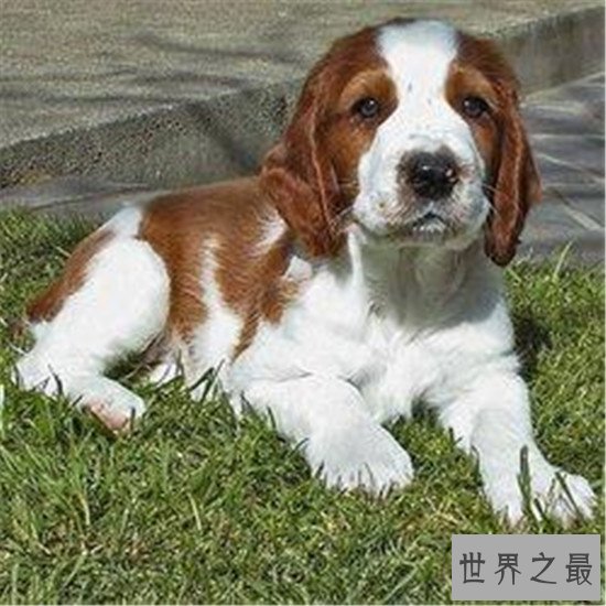 世界十大对人类最友好忠诚的狗排行榜,这些狗最忠诚!