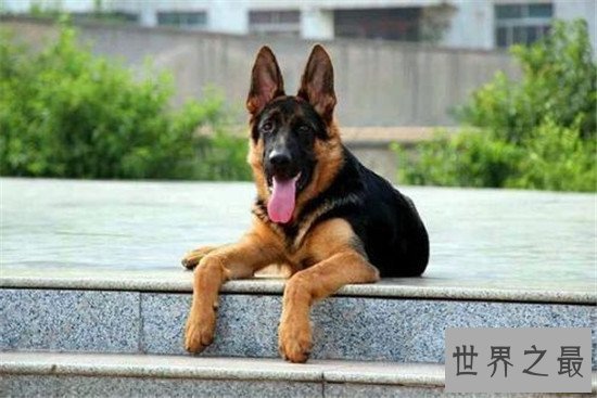 世界十大对人类最友好忠诚的狗排行榜,这些狗最忠诚!