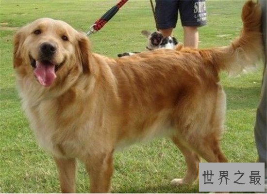 世界十大对人类最友好忠诚的狗排行榜,这些狗最忠诚!