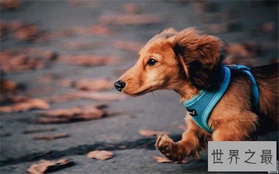 世界十大对人类最友好忠诚的狗排行榜,这些狗最忠诚!