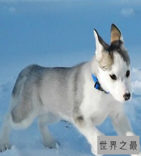 世界十大名狗,罗秦犬竟然世界排名第一。