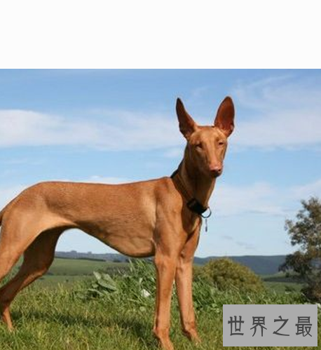 世界十大名狗,罗秦犬竟然世界排名第一。