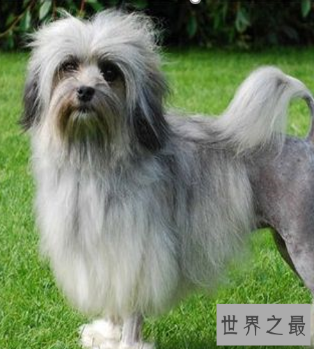 世界十大名狗,罗秦犬竟然世界排名第一。