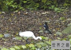 世界十大毒蛇排行榜，被咬一口足以致命