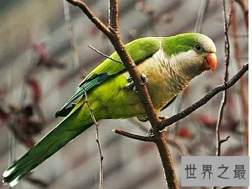 世界上最大的鹦鹉，不仅可爱还可以学你说话。