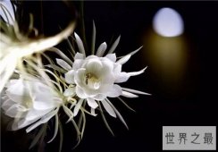 全球十大最美的花，昙花最美不接受任何反驳
