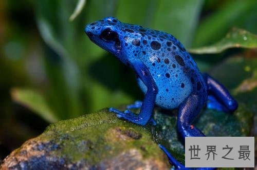 世界十大最毒青蛙,颜值虽高但有剧毒!