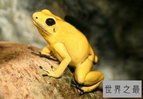 世界十大最毒青蛙,颜值虽高但有剧毒!