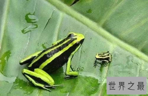 世界十大最毒青蛙,颜值虽高但有剧毒!