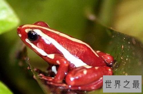 世界十大最毒青蛙,颜值虽高但有剧毒!
