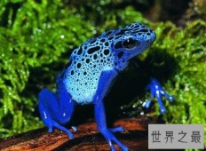 世界十大最毒青蛙，颜值虽高但有剧毒！