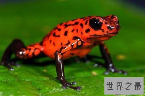 世界十大最毒青蛙,颜值虽高但有剧毒!