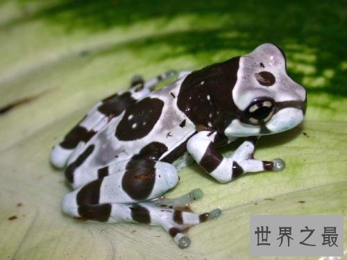 世界十大最毒青蛙,颜值虽高但有剧毒!