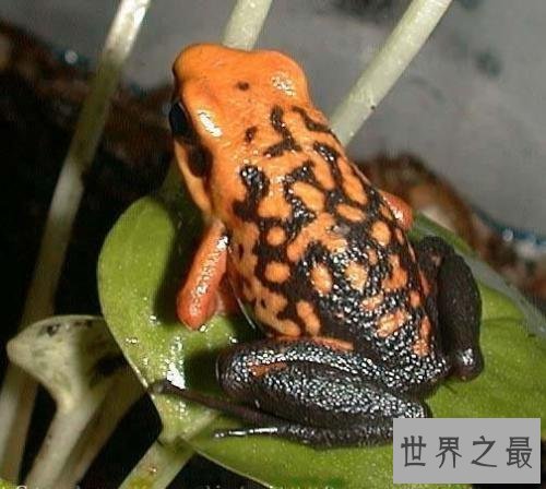 世界十大最毒青蛙,颜值虽高但有剧毒!