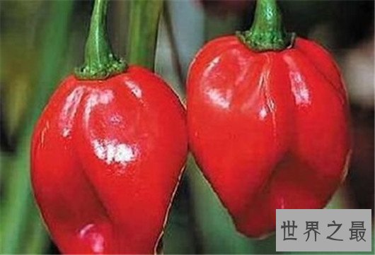 世界十大最辣辣椒排行榜,辣到你怀疑人生