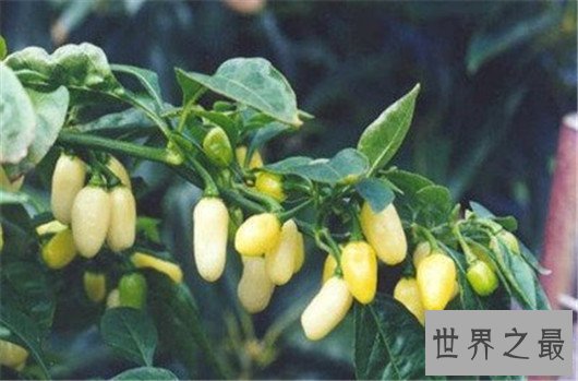 世界十大最辣辣椒排行榜,辣到你怀疑人生