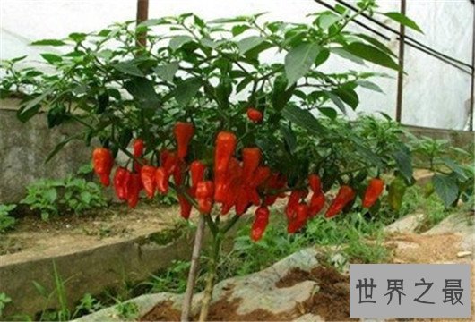 世界十大最辣辣椒排行榜,辣到你怀疑人生