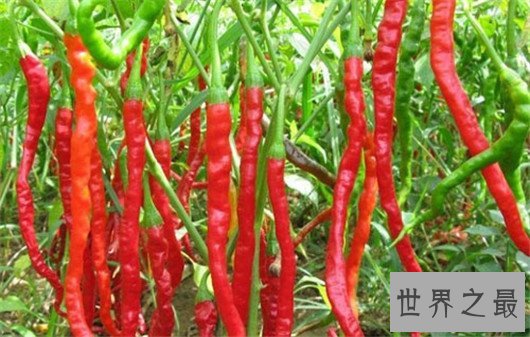 世界十大最辣辣椒排行榜,辣到你怀疑人生