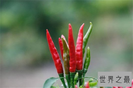 世界十大最辣辣椒排行榜,辣到你怀疑人生