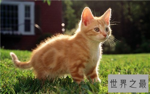 世界十大宠物猫排名,萌化你的少女心