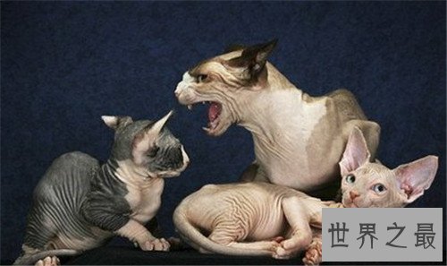 世界十大宠物猫排名,萌化你的少女心