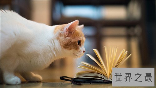 世界十大宠物猫排名,萌化你的少女心