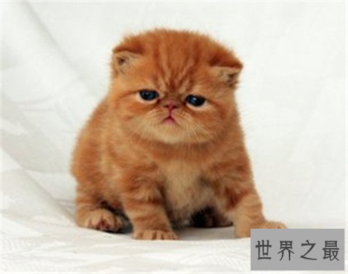 世界十大宠物猫排名,萌化你的少女心