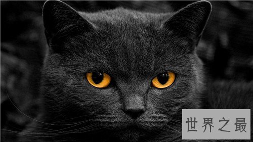 世界十大宠物猫排名,萌化你的少女心
