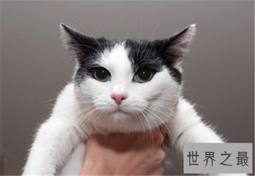 世界十大宠物猫排名,萌化你的少女心