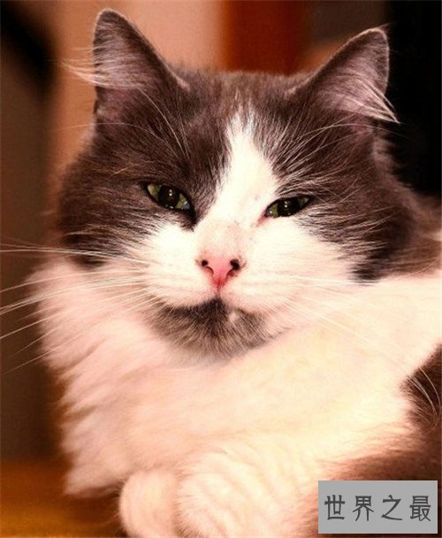 世界十大宠物猫排名,萌化你的少女心