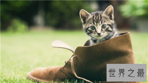 世界十大宠物猫排名,萌化你的少女心