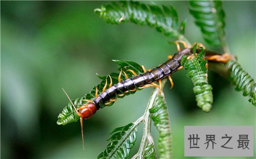 世界十大最恐怖的昆虫,被它咬一口足以致命