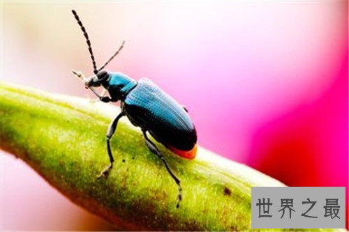 世界十大最恐怖的昆虫,被它咬一口足以致命