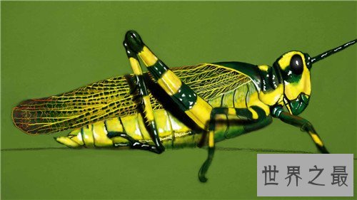 世界十大最恐怖的昆虫,被它咬一口足以致命
