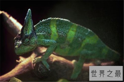 世界十大最恐怖的昆虫,被它咬一口足以致命