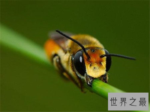 世界十大最恐怖的昆虫,被它咬一口足以致命