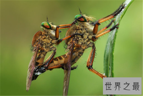 世界十大最恐怖的昆虫,被它咬一口足以致命