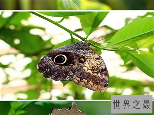 世界十大最恐怖的昆虫,被它咬一口足以致命