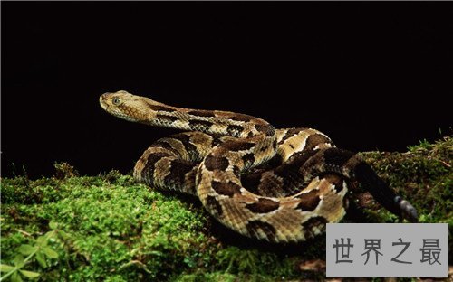 世界上最大的蛇Top10,竟然可以吞下一直幼年大象