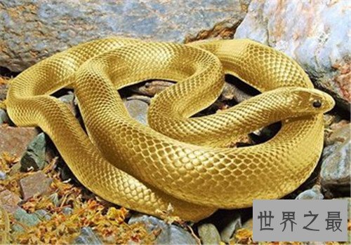 世界上最大的蛇Top10,竟然可以吞下一直幼年大象