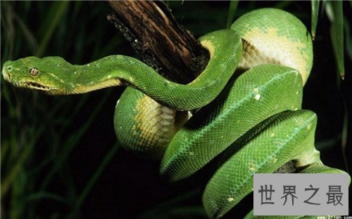 世界上最大的蛇Top10,竟然可以吞下一直幼年大象
