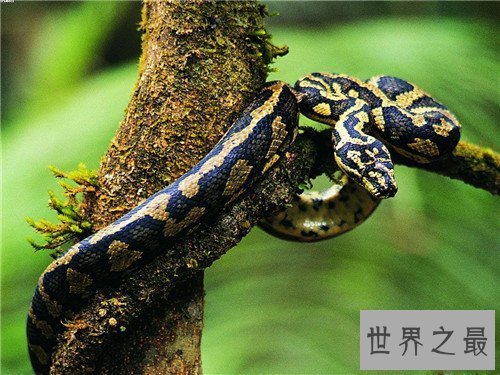 世界上最大的蛇Top10,竟然可以吞下一直幼年大象