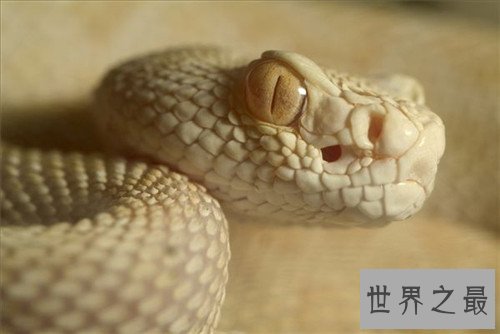 世界上最大的蛇Top10,竟然可以吞下一直幼年大象